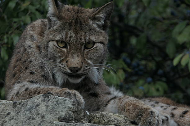 istock The Eurasian Lynx, Paris Zoological Park 2241750716