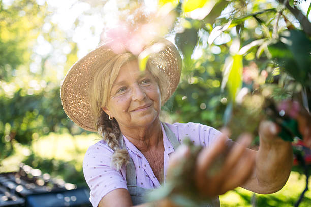 istock Gardener trimming plant outdoors with pruning shears. 2241751017