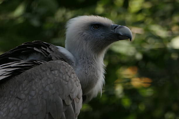 istock Griffon Vulture, Paris Zoological Park 2241751398