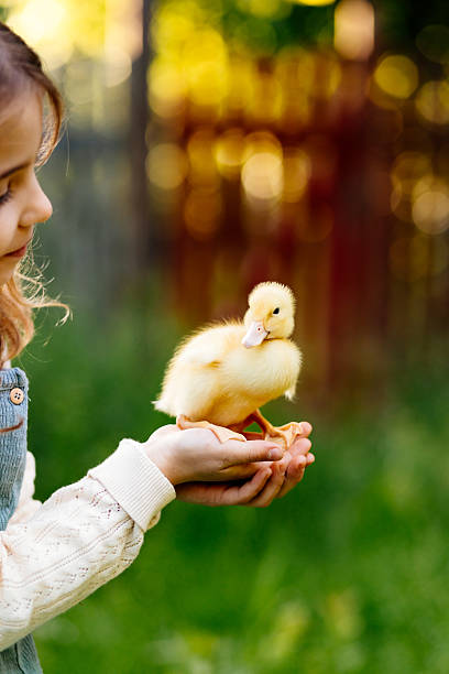 istock Girl holding duckling in palms. 2241751470