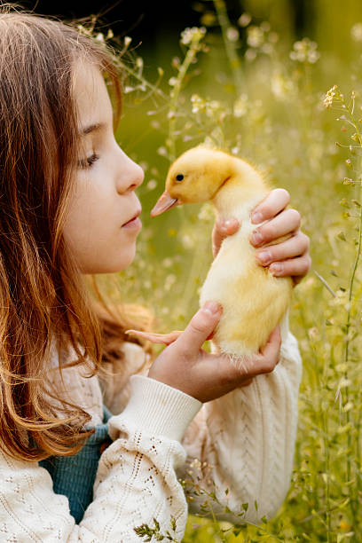istock Girl holding duckling in hands. 2241751514