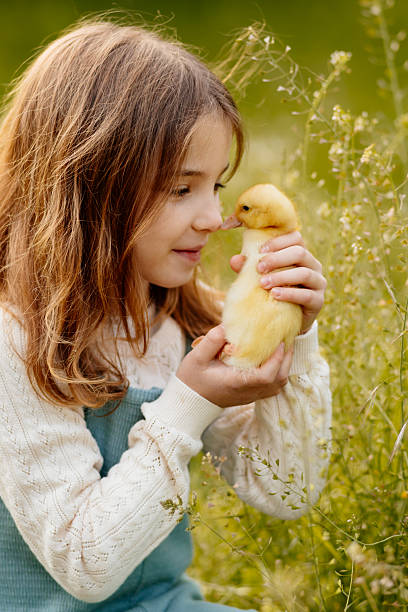 istock Girl holding duckling in palms. 2241752553