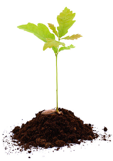 istock Young oak seedling growing from acorn isolated on white background 2241753590