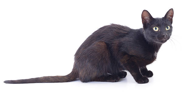 istock Black domestic cat standing isolated on white background 2241754097