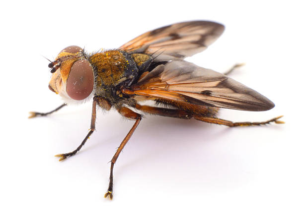 istock Macro of fly isolated on white background 2241754103