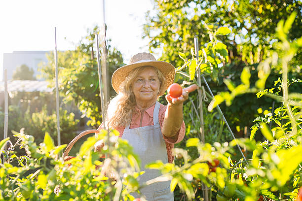 Smiling elderly gardener harvesting fresh tomato in garden, holding fresh produce.