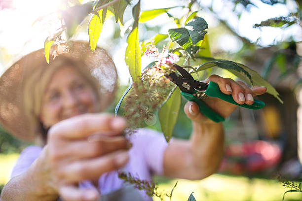 istock Gardener trimming plant outdoors with pruning shears. 2241755481