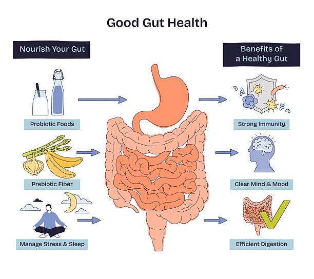 istock Gut health brief shows intestines centered, with probiotic foods and ... 2241755811