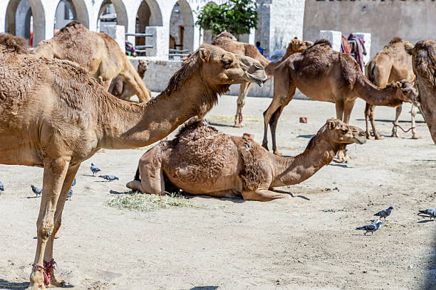 Camel market, United Arab Emirates