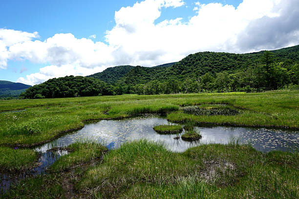Swamp in Oze National Park