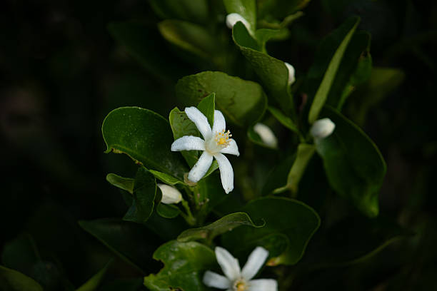 istock Single white flower on a dark green background 2241760831