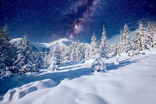 White winter spruces under the starry sky.