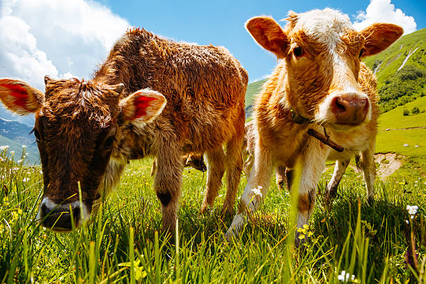 Cows grazing on an alpine meadow on a sunny day. Funny cows looking at the camera. Process of production of organic products. Location place Svaneti, Georgia, Europe. Discover the beauty of earth.