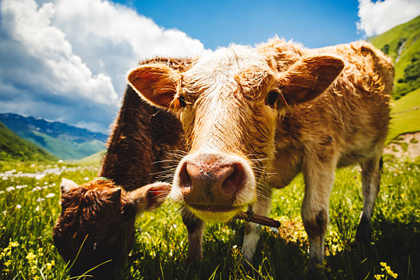 Cows grazing on an alpine meadow on a sunny day. Funny cows looking at the camera. Process of production of organic products. Location place Svaneti, Georgia, Europe. Discover the beauty of earth.