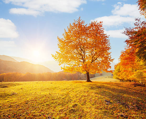 istock Yellow beech tree on a hill slope with sunbeams at mountain valley. 2241763793