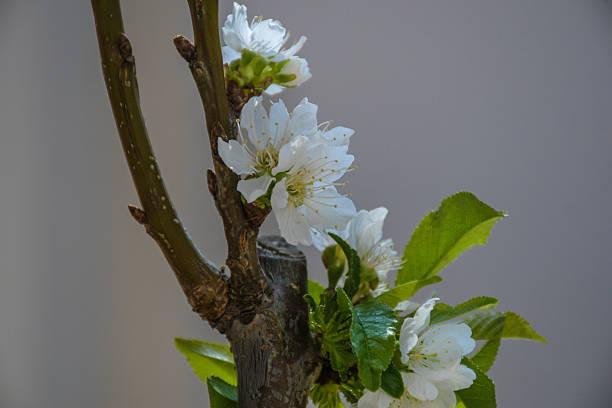 Cherry blossom flowers in sping in a lapins cherry tree