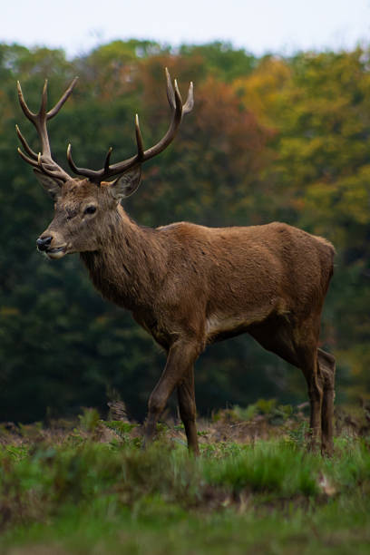 istock Red Deer Stag in a Forest Clearing 2241766139