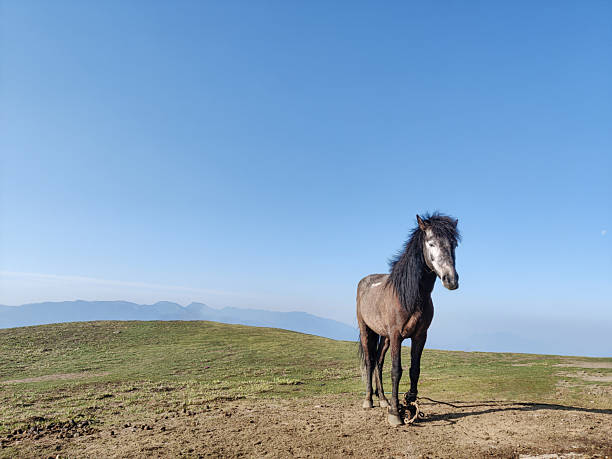 Horse on a mountain top with blue background