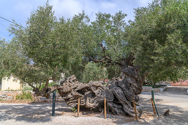 istock Ancient 2000-Year-Old Olive Tree in Exo Chora – Historic Landmark on Zakynthos Island, Greece 2241768148