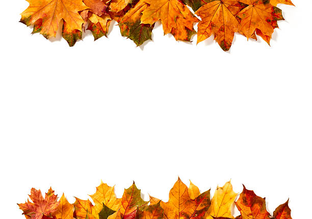 istock Dry leafs with copy spoace on white background 2241768857