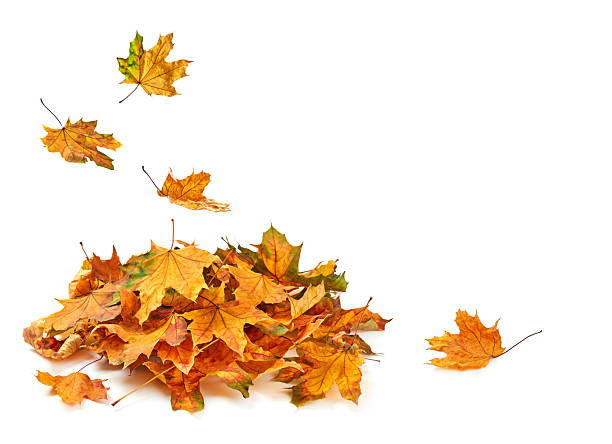 Dry leafs on white background