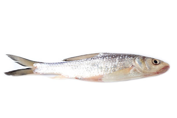istock Freshwater fish isolated on white background. Raw silver-scaled fish used as ingredient in cooking, seafood market, or healthy diet concept. Close-up detail showing natural texture and freshness. 2241769216