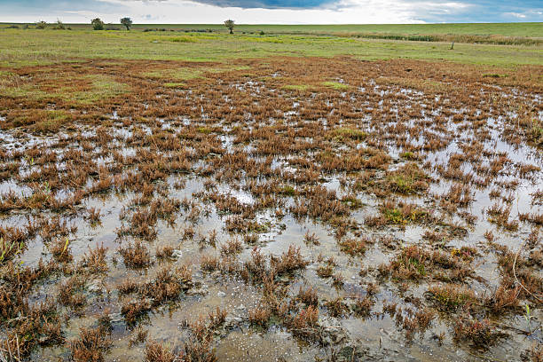A flat coastal meadow features a mix of grasses and shallow water, illustrating the structure of a traditional wetland landscape. The photo was taken in Kalvebod Fælled, a large nature reserve on Amager Island near central Copenhagen, Denmark. During summer months, the area is used as pastureland for beef cattle. The composition shows the natural interplay between vegetation and water in a low-lying environment, with no visible animals or human activity.