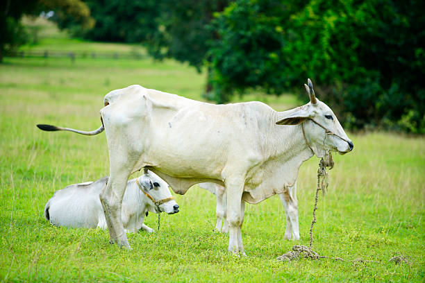 istock White Cattle Grazing in a Green Meadow Under Clear Blue Sky 2241771160