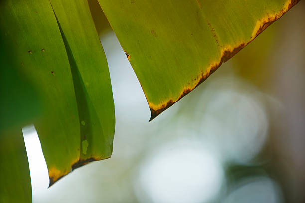 Close-up of green leaves with brown tips against a softly blurred background, showcasing the delicate details of nature in a bright and vibrant setting.