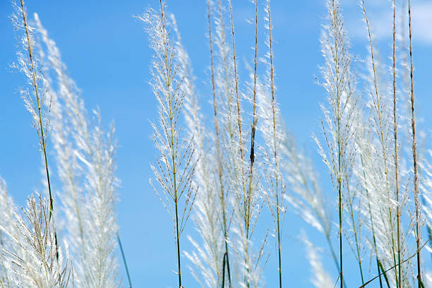 Delicate white grasses rise against a vibrant blue sky, embodying tranquility and beauty in nature. This serene scene captures the essence of outdoor simplicity.