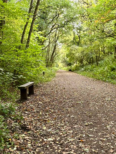 istock A peaceful forest path lined with fallen leaves winds through vibrant green trees. A simple wooden bench sits beside the trail, inviting quiet rest amid the tranquil and natural woodland scenery. 2241772261