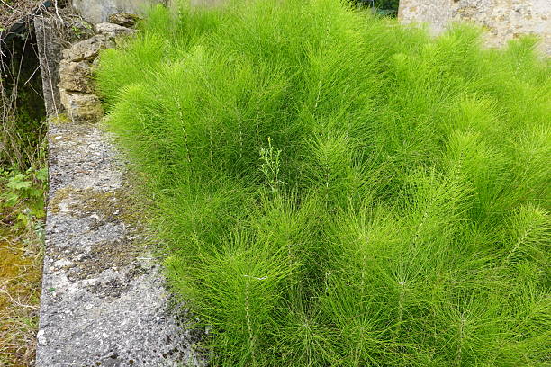 istock Equisetum growing wild near old concrete wall 2241777746