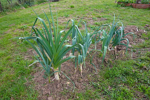Green leeks growing in fertile soil in a vegetable garden, enjoying the sunlight on a clear day