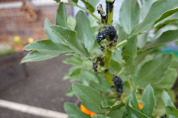 istock Black bean aphids infesting a broad bean plant in a garden 2241778560