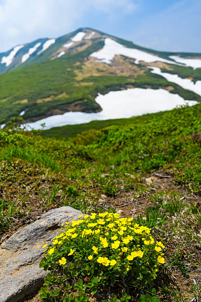 Potentilla matsumurae blooming on Mount Kurikoma