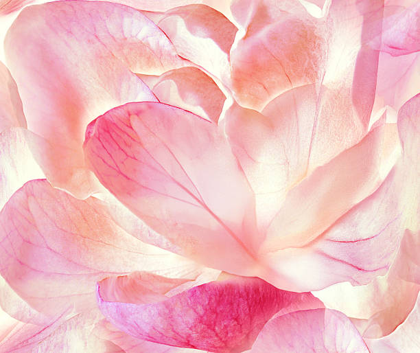 Very closeup background of red rose petals