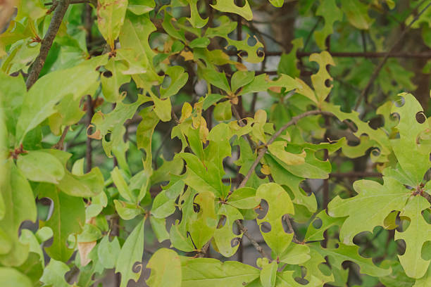 istock Plant foliage damage from leafcutter bee and drought stress: a macro view 2241782407