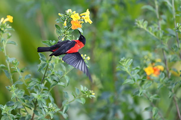 istock The red-collared myzomela (Myzomela rosenbergii) in New Guinea 2241782844