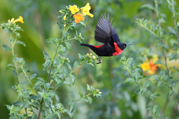 istock The red-collared myzomela (Myzomela rosenbergii) in New Guinea 2241784641