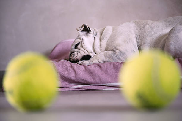 istock Tennis Ball Dreams 2241785162