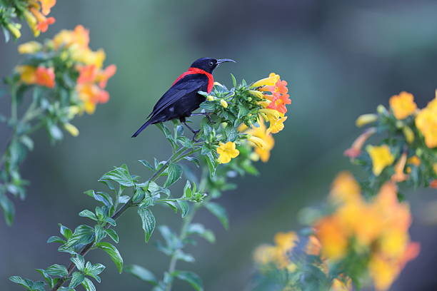 istock The red-collared myzomela (Myzomela rosenbergii) in New Guinea 2241785175