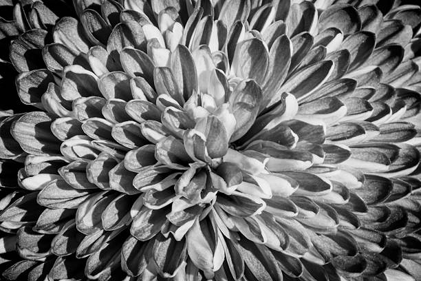 istock Black&white Dahlia flower 2241786552
