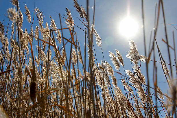 Sunlight illuminates tall reeds against a clear blue sky, showcasing natural outdoor scenery with bright light and natural texture.