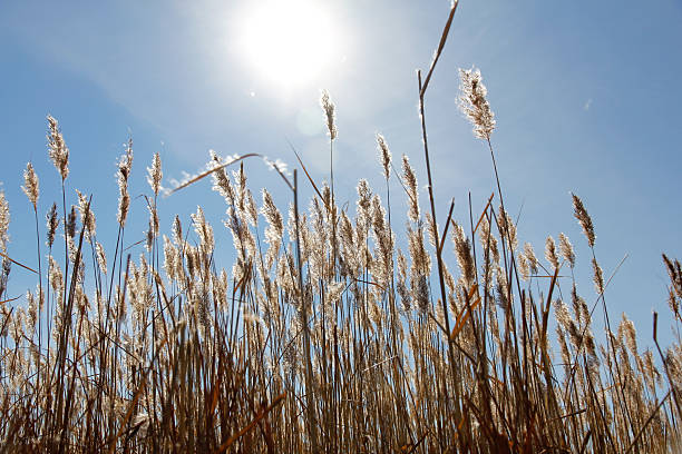 Sunlight illuminating tall grasses against a bright blue sky, showcasing a natural outdoor scene.