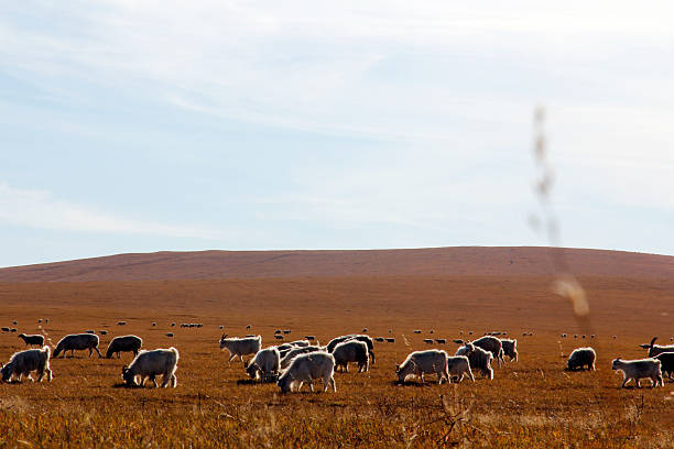 istock Sheep grazing on vast open grassland under clear sky 2241790646