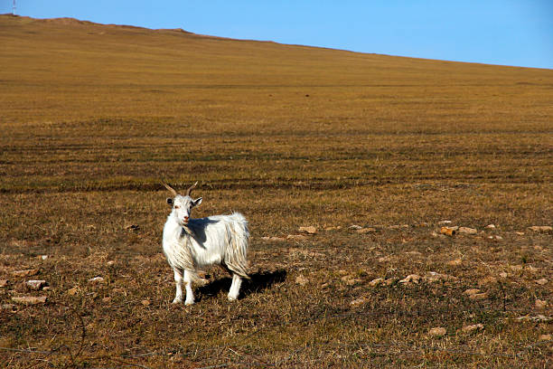 istock A white goat standing on a vast open plain under clear blue sky 2241790951