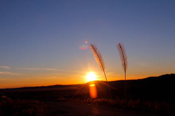 istock Sunset scene with two plants silhouetted against the setting sun 2241791160