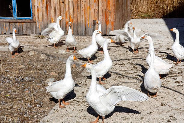 A group of white geese are standing on a concrete surface with a wooden structure in the background.