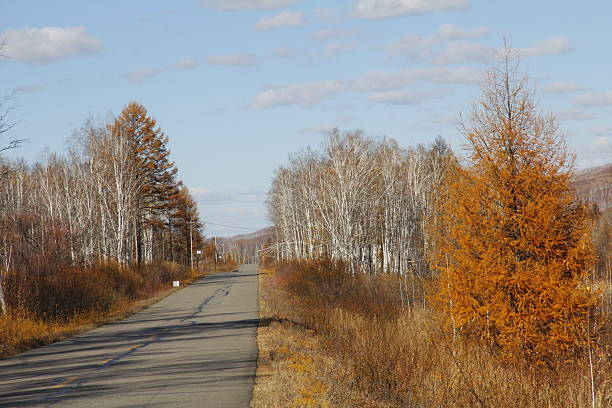 A road in autumn with trees showing different autumn colors under a clear sky.