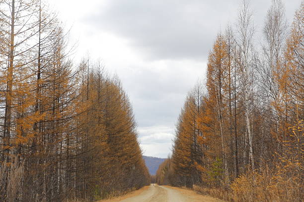 A road through an autumn forest with golden trees under a cloudy sky, showcasing natural scenery.